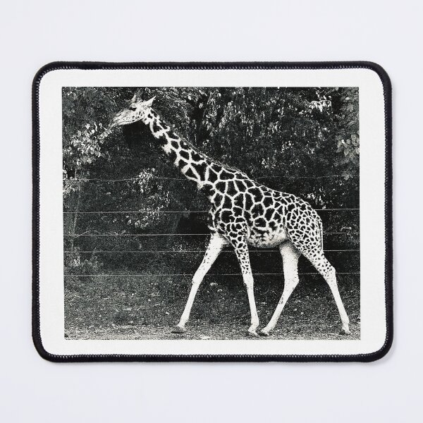 Item preview, GIRAFFE (BLACK & WHITE) designed and sold by Lorridge.