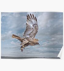 Red Tail in Flight Poster
