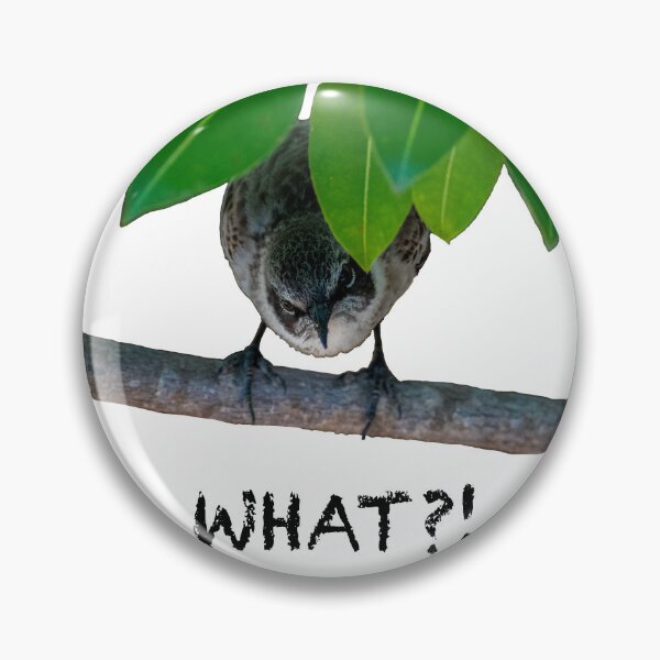 Item preview, Disgruntled Bird w/ Caption designed and sold by Carbon Based Lifeforms.