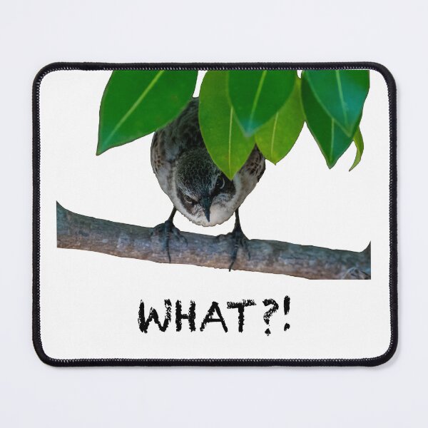 Item preview, Disgruntled Bird w/ Caption designed and sold by Carbon Based Lifeforms.