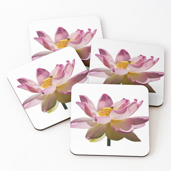 Item preview, Adelaide Botanic Gardens Flowering Pink Lotus designed and sold by Todays a Good Day.