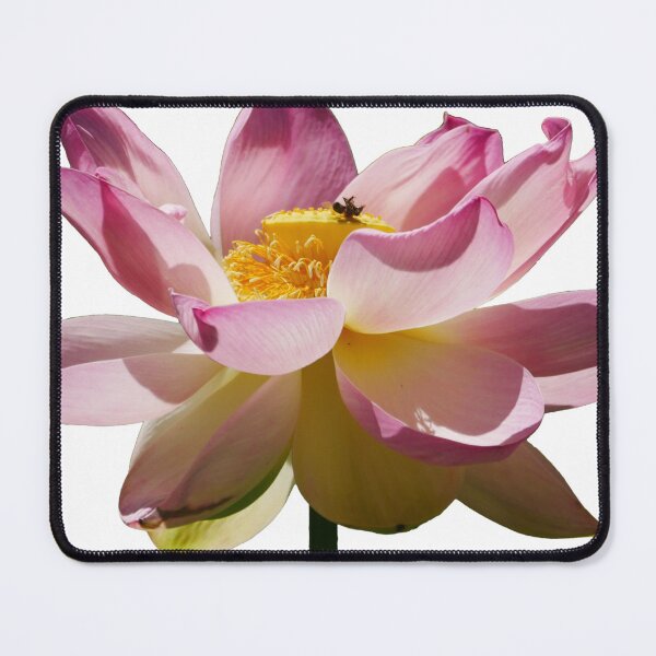 Item preview, Adelaide Botanic Gardens Flowering Pink Lotus designed and sold by Todays a Good Day.