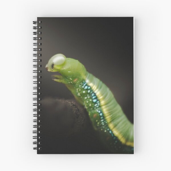 Item preview, Daphnis placida caterpillar designed and sold by robdanimalphotography.