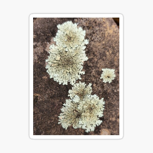 Item preview, Lichens or snowflakes  designed and sold by Shoppinmammaj.