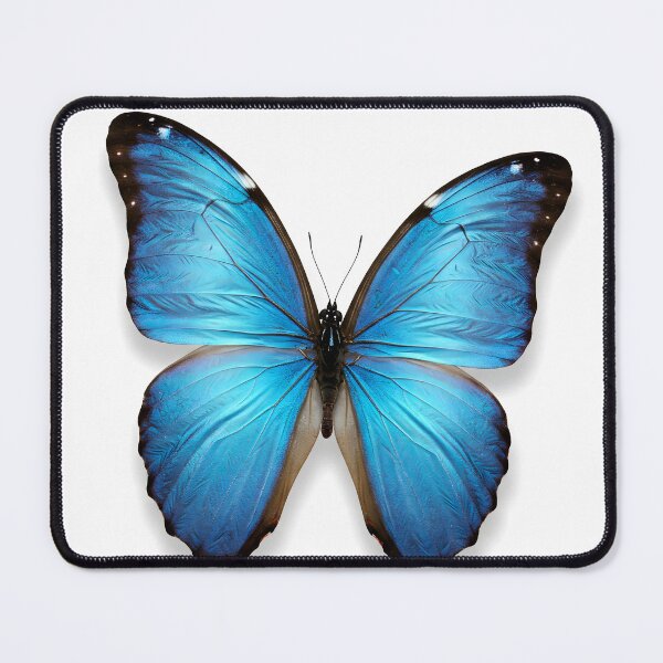Item preview, Blue Morpho butterfly illustration with detailed wings and dark edges against a white background designed and sold by homydesign.