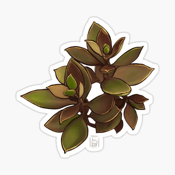 Succulent Jewels: Kalanchoe “Copper Spoons” Sticker