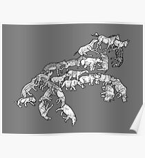 Perissodactyla - Evolution Poster