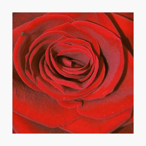 Item preview, Rose designed and sold by Shannonlong17.