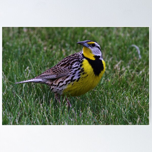 Item preview, Eastern Meadowlark 3 designed and sold by John Absher.