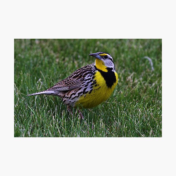 Item preview, Eastern Meadowlark 3 designed and sold by John Absher.