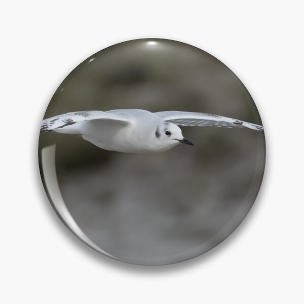 Item preview, Bonaparte's Gull designed and sold by LaurenTucker.