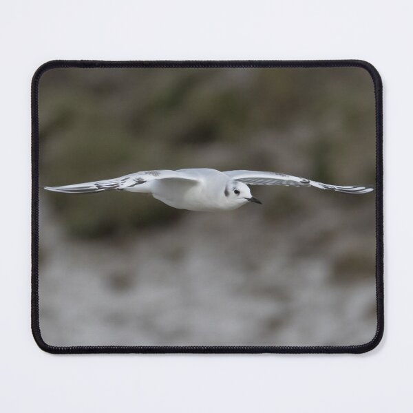 Item preview, Bonaparte's Gull designed and sold by LaurenTucker.