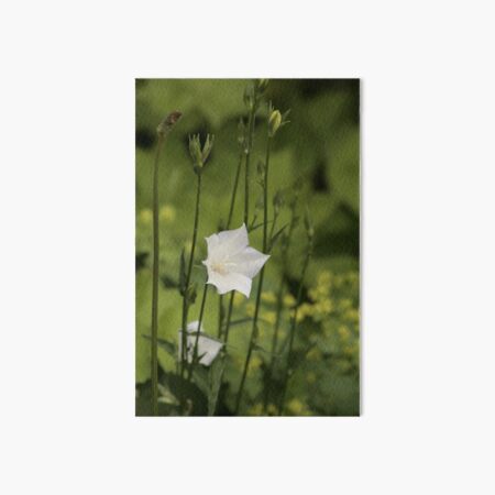 Aperçu de l'œuvre Campanule blanche créée et vendue par TheRedWellies.