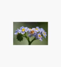 Forget-Me-Not with Tears Art Board