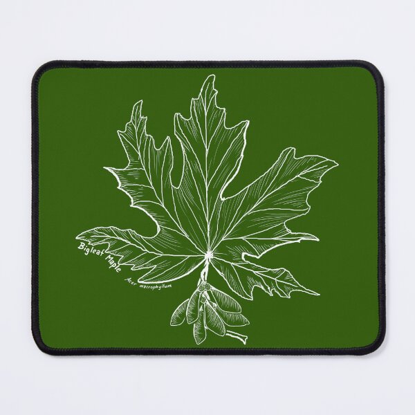 Item preview, Bigleaf Maple Line Art designed and sold by Fernheart Designs.