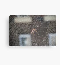 Deadly Spider Canvas Print