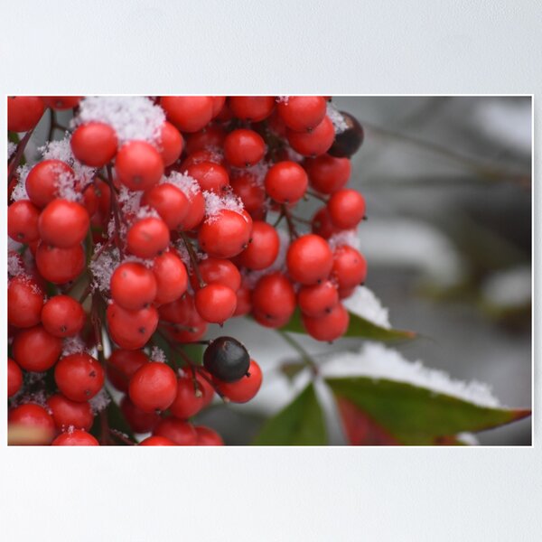 Artikel-Vorschau von Rote Beeren im Schnee, designt und verkauft von Little Craft Works.