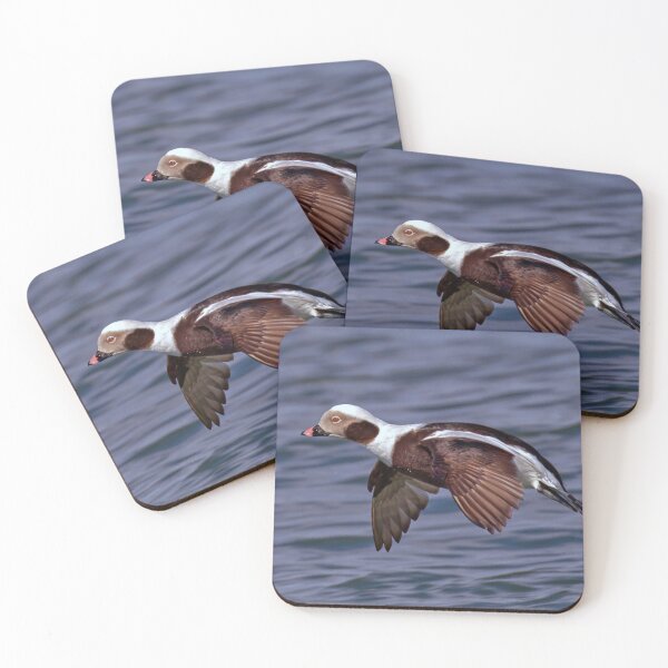 Item preview, Long-Tailed Duck designed and sold by Tom McPherson Photography.