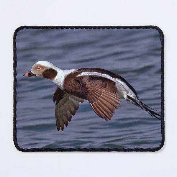 Item preview, Long-Tailed Duck designed and sold by Tom McPherson Photography.