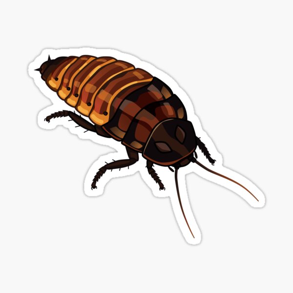 Item preview, madagascan hissing cockroach designed and sold by Luke Humke.