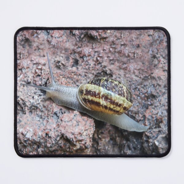 Item preview, Winner of the Snail Race! designed and sold by heatherfriedman.