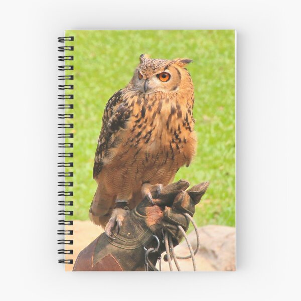 Aperçu de l'œuvre Oiseau de proie, hibou poisson malais créée et vendue par FranWest.