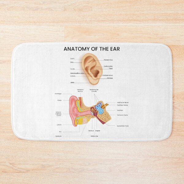 Item preview, Anatomy of the Ear – Medical Science Illustration designed and sold by InspireSticker.