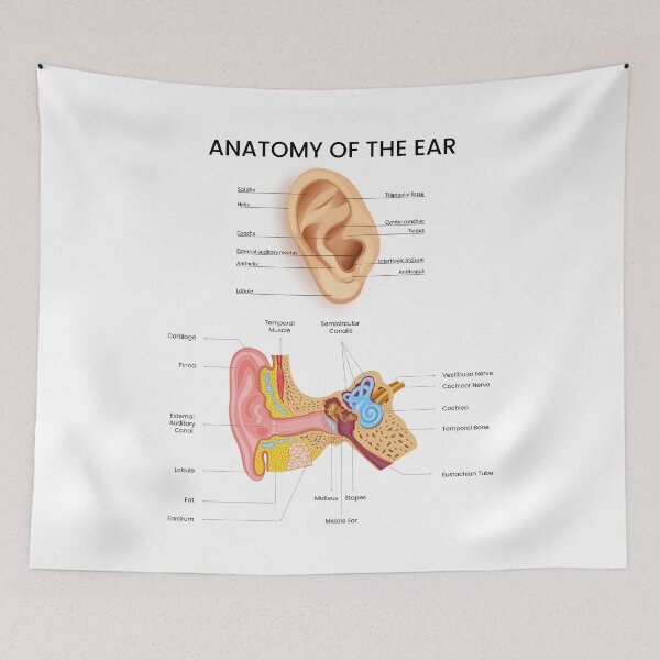 Item preview, Anatomy of the Ear – Medical Science Illustration designed and sold by InspireSticker.
