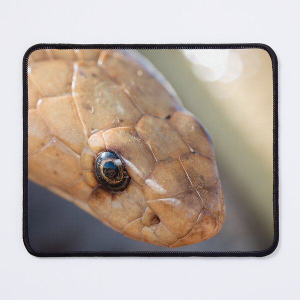 Item preview, Cape Cobra (Naja nivea) designed and sold by Pixel Press Prints.