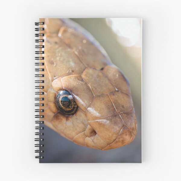 Item preview, Cape Cobra (Naja nivea) designed and sold by Pixel Press Prints.