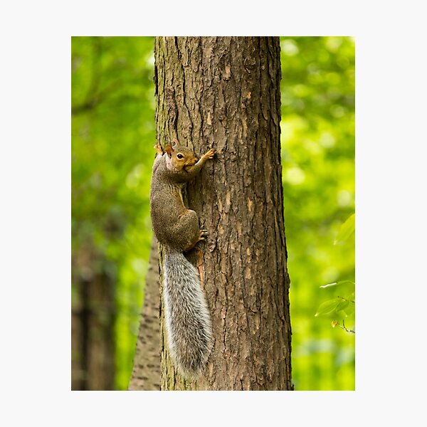 Item preview, Squirrel on a Tree in Prospect Park designed and sold by Aure50.