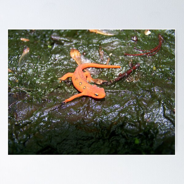 Item preview, Red Eft designed and sold by Dandelion Dilluvio.