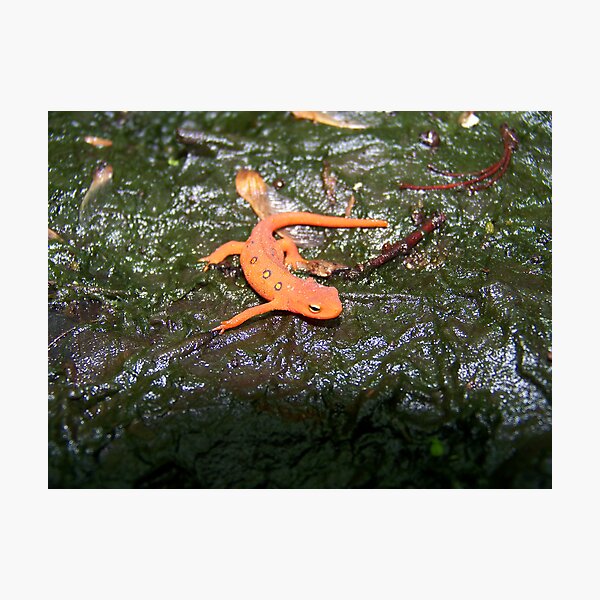 Item preview, Red Eft designed and sold by Dandelion Dilluvio.