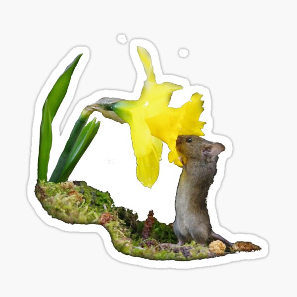 The mouse by the daffodils Sticker