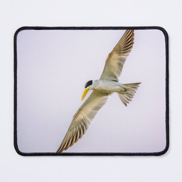 Item preview, Large-Billed Tern Pantanal Brazil designed and sold by PhotoArt by Joan Carroll.