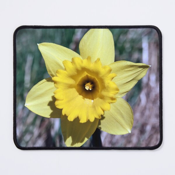 Item preview, Single Daffodil  designed and sold by Tom McPherson Photography.