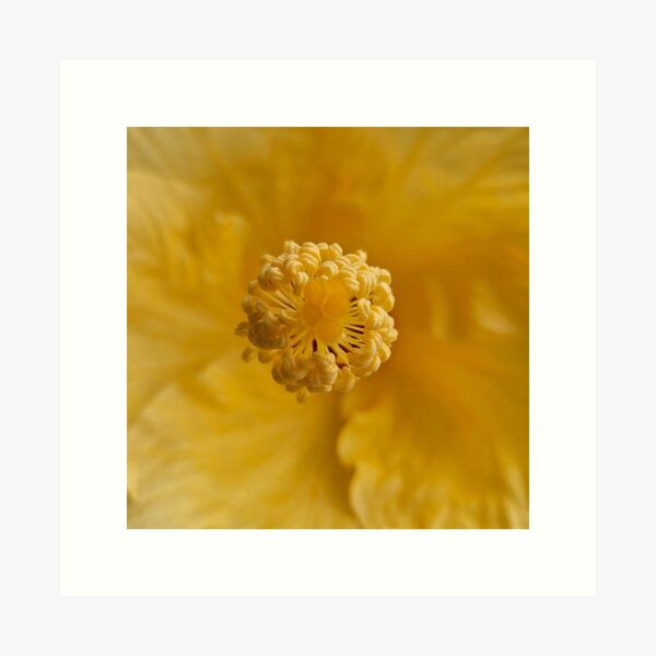 Item preview, Hibiscus Close Up Photo designed and sold by beckscre8tive.