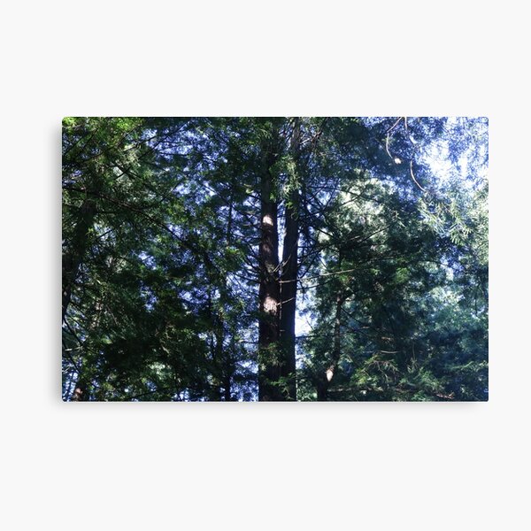 Item preview, Redwood tree designed and sold by fluffofevil.