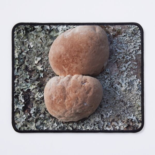 Item preview, The balls of aspen. Scoundrel. designed and sold by Jouko Lehto Photography.