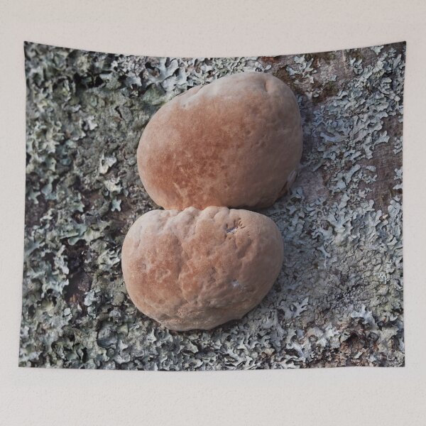 Item preview, The balls of aspen. Scoundrel. designed and sold by Jouko Lehto Photography.