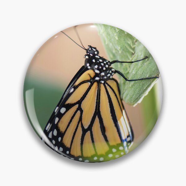 Item preview, monarch on milkweed plant designed and sold by sarahjeanphoto.