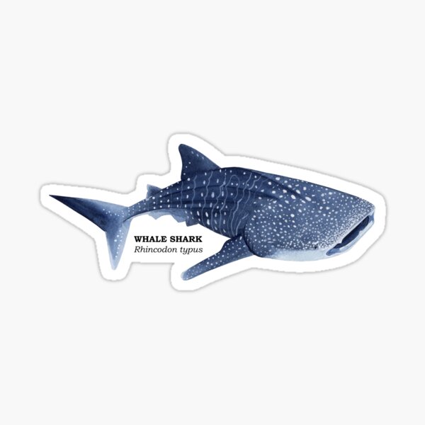 Artikel-Vorschau von WALHAI-Rhincodon typus (Name), designt und verkauft von BEATRIZ ABAITUA.