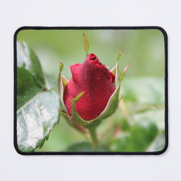 Item preview, Delicate, Single Red Rosebud designed and sold by Bud, Blossom & Bloom.