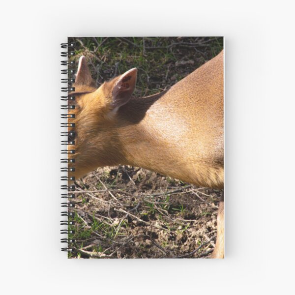 Item preview, muntjac deer designed and sold by JRFotography.