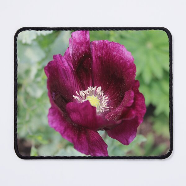 Item preview, Purple Poppy Bloom in June designed and sold by Bud, Blossom & Bloom.