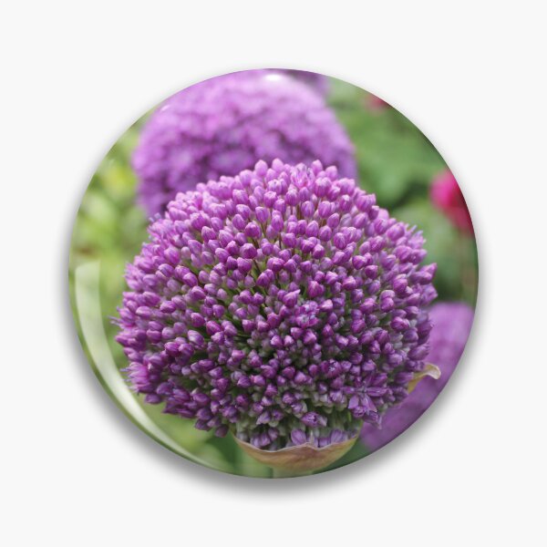 Item preview, Purple Allium Buds Just Before Blooming designed and sold by Bud, Blossom & Bloom.