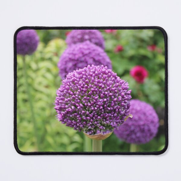 Item preview, Purple Allium Buds Just Before Blooming designed and sold by Bud, Blossom & Bloom.