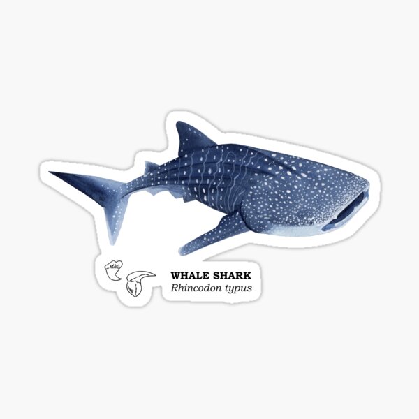 Artikel-Vorschau von WALHAI-Rhincodon typus (Name und Zähne), designt und verkauft von BEATRIZ ABAITUA.