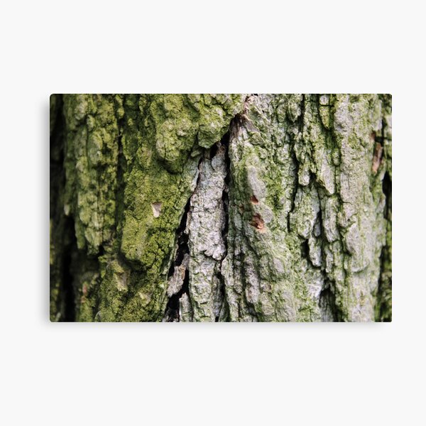 Item preview, Tree Bark with Moss designed and sold by Bud, Blossom & Bloom.