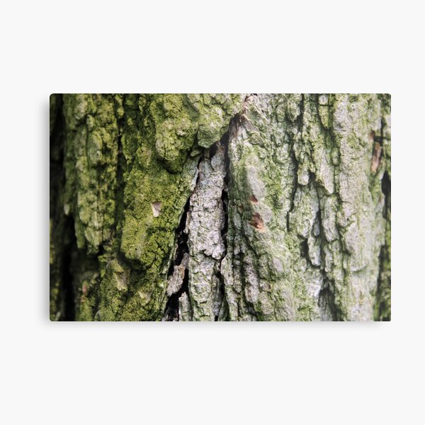 Item preview, Tree Bark with Moss designed and sold by Bud, Blossom & Bloom.